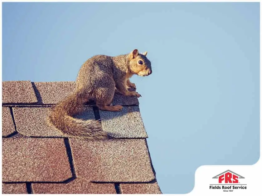 Squirrel perched on a rooftop.